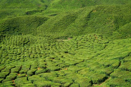 tea field plant