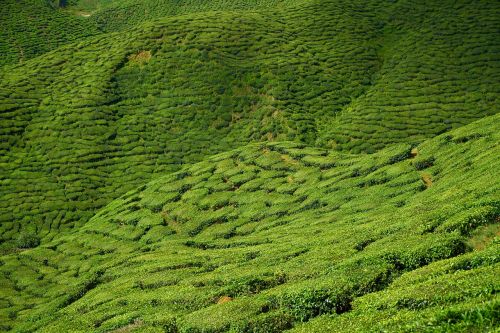 tea garden the tea plantations
