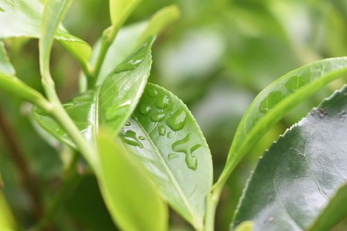 tea waterdrops leaves