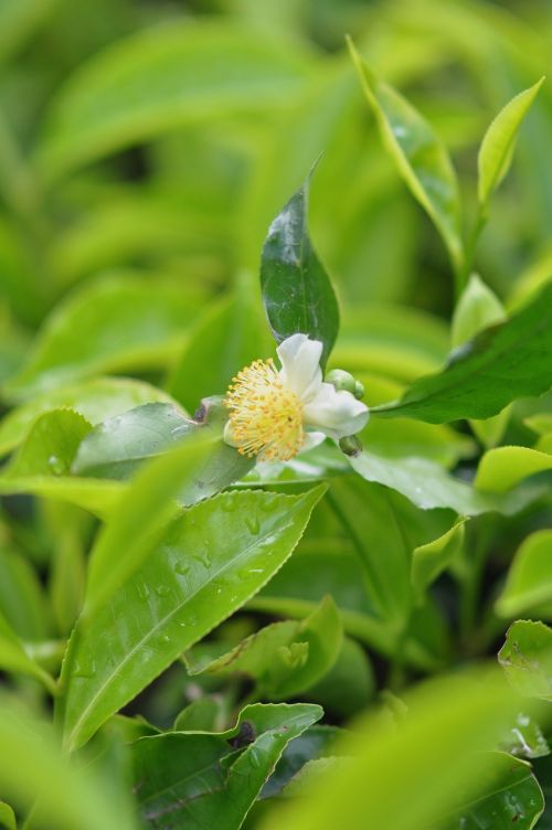 tea plant flower