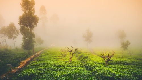 tea mist landscape