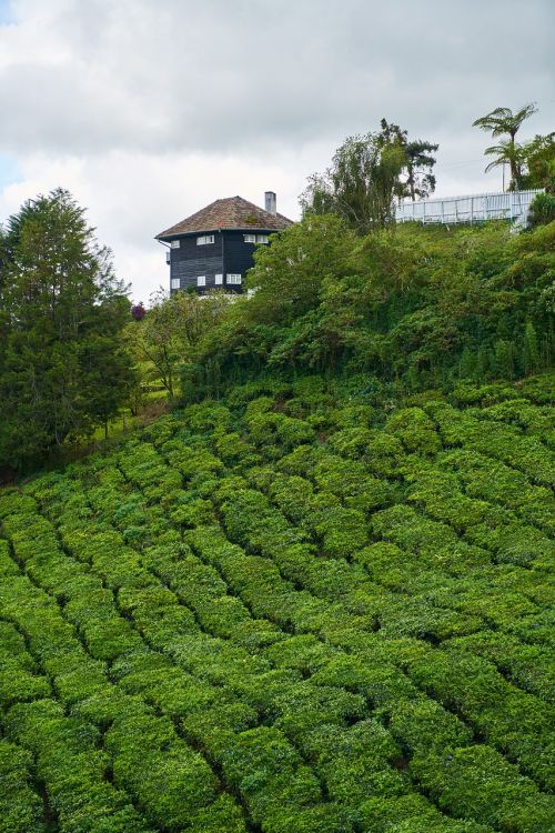 tea field landscape