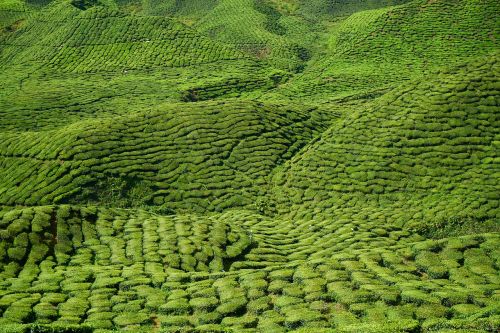 tea garden field