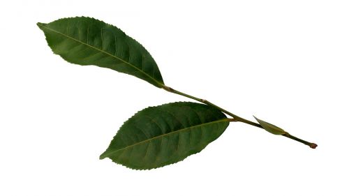 tea leaf plant