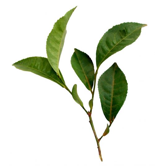 tea leaf plant