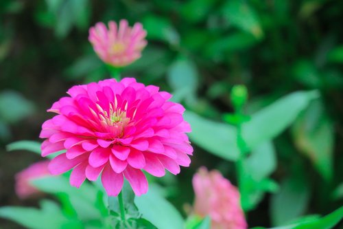 tea  flower  flowers