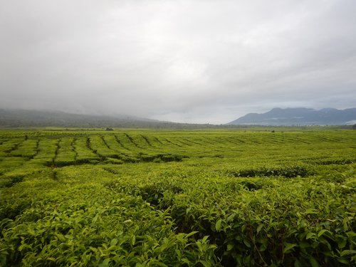 tea  indonesia  agriculture