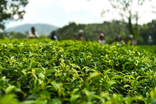 tea  leaves  tea garden