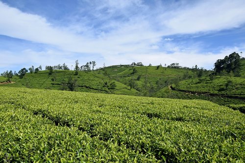 tea  sri lanka  ceylon