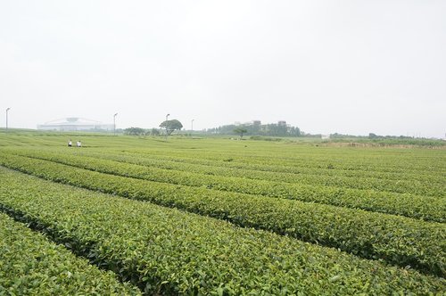 tea  green  nature