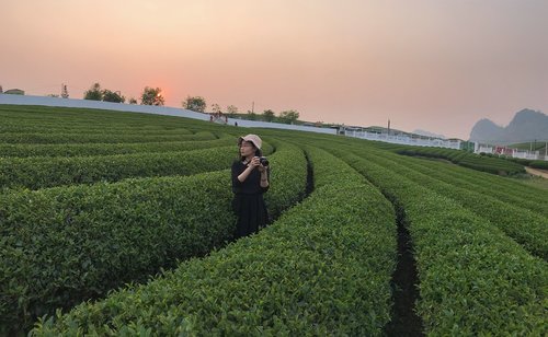 tea  field  camera