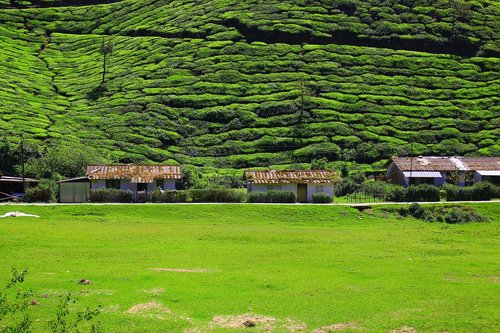 tea  plantation  nature