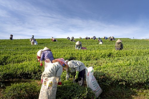 tea  the farm  vietnam