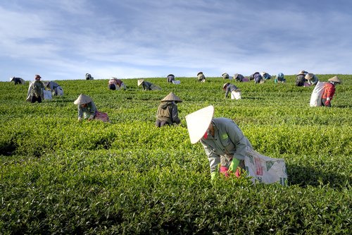 tea  the farm  vietnam