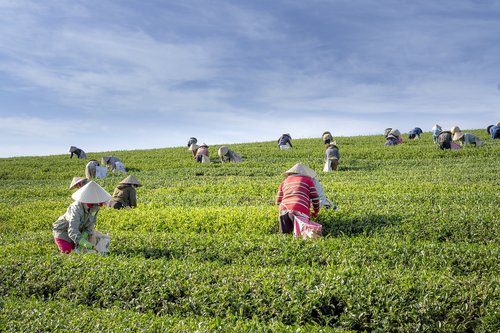 tea  the farm  vietnam