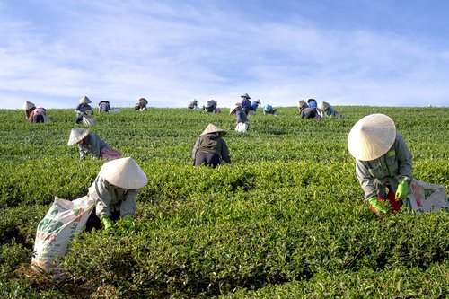 tea  the farm  vietnam