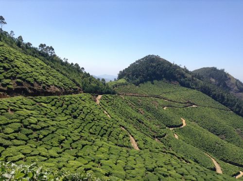 tea plantation nature