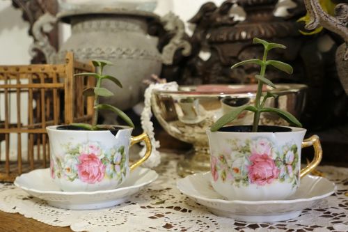 tea cups vintage plants