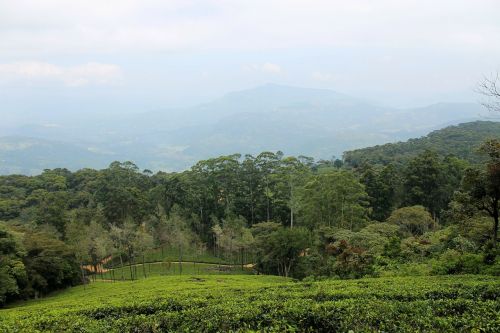 tea estate plantation tea