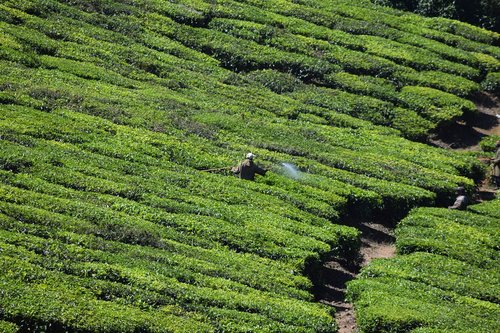 tea estate  tea plant  green