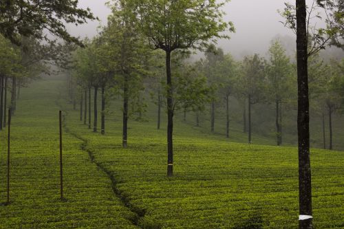 tea garden tea munnar