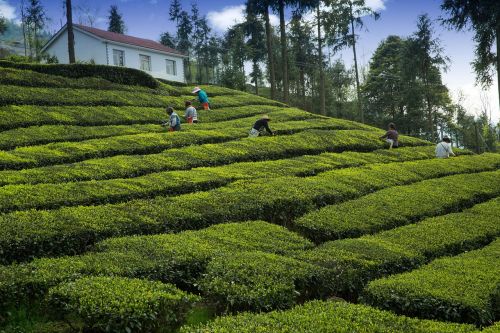 tea garden tea grower yichang