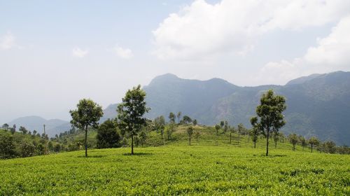 tea garden nature plantation