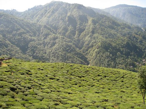 tea garden darjeeling india