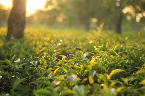 tea garden natural green