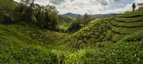 tea plantation cameron highlands malaysia