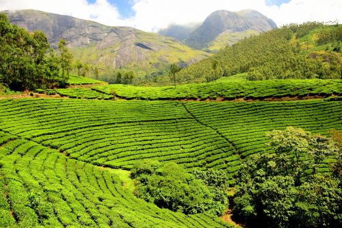 tea plantation tea garden india