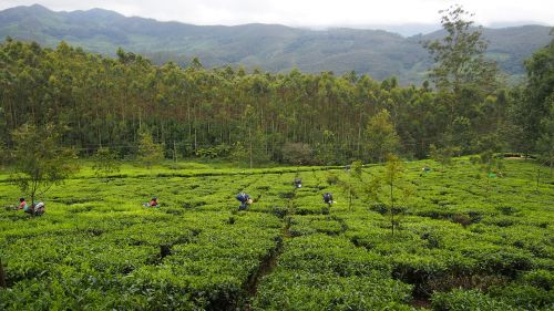 tea plantation india munnar