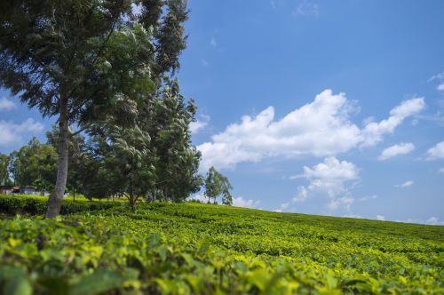 tea plantation wallpaper green