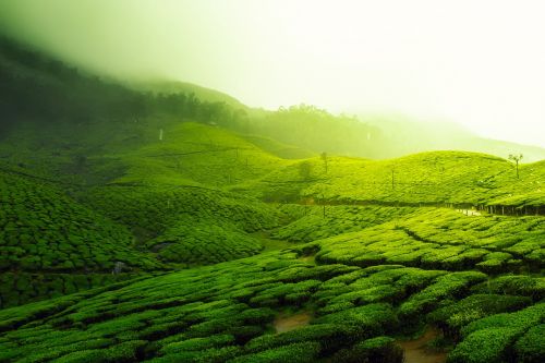 tea plantation landscape scenic