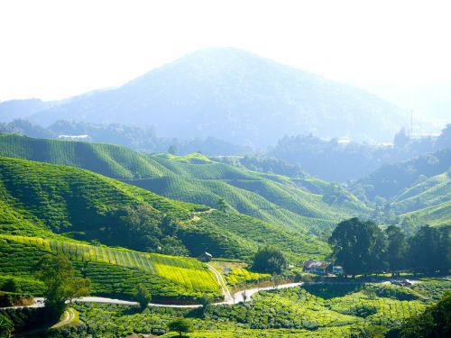 tea plantation tea farm tea