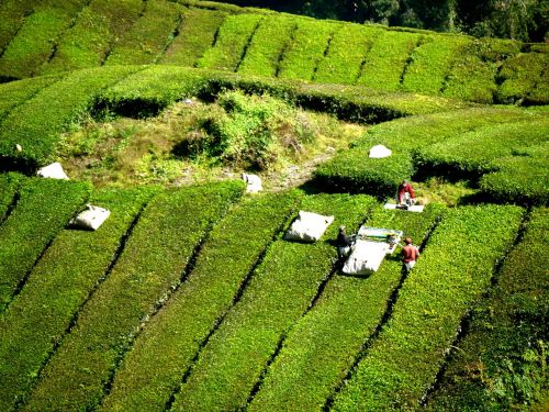 tea plantation tea farm tea