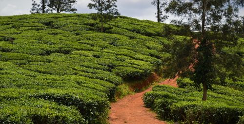 tea plantation agriculture nature