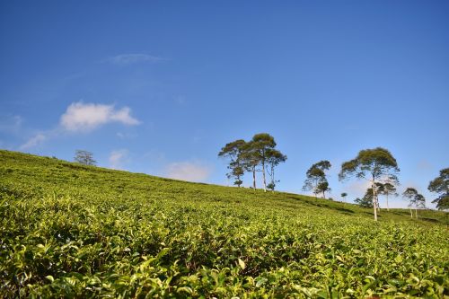 tea plantation tea landscape