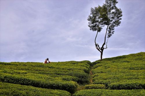 tea plantation tea harvest sri lanka