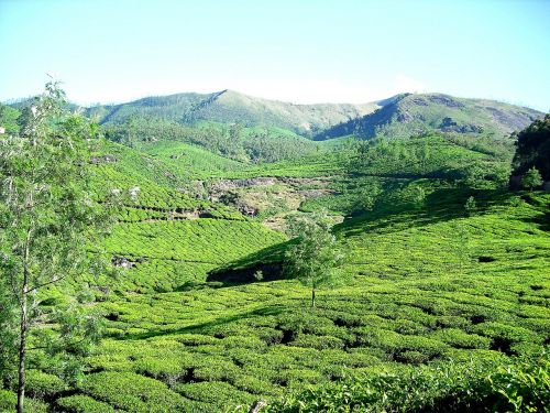 tea plantation tea garden mountain