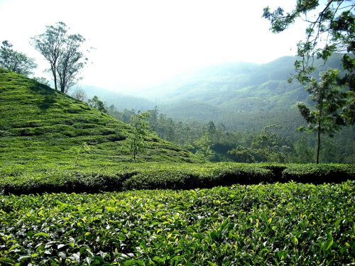 tea plantation tea plantation