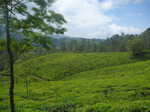 tea plantation plantation landscape
