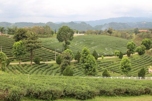tea plantations tea the north