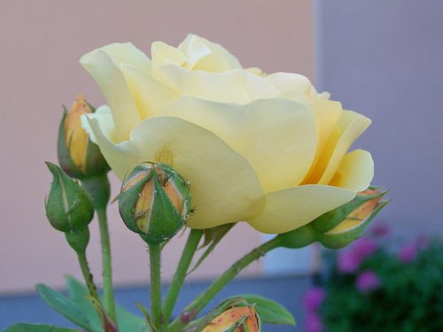tea rose  vanilla color  summer flower