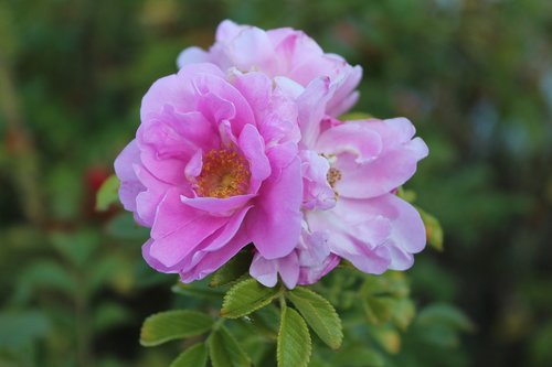 tea rose  rose  macro