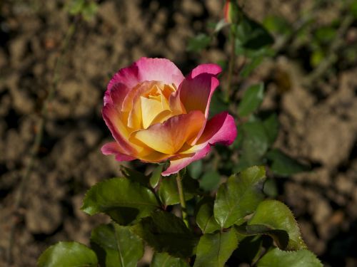 tea-rose hybrid flower