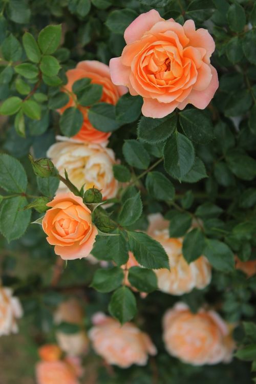 tea rose rose plant