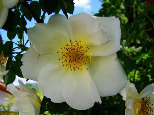 tea rose white roses rose bush