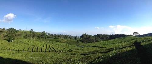 tea valley bandung indonesia