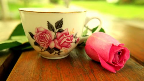 teacup rose blossom